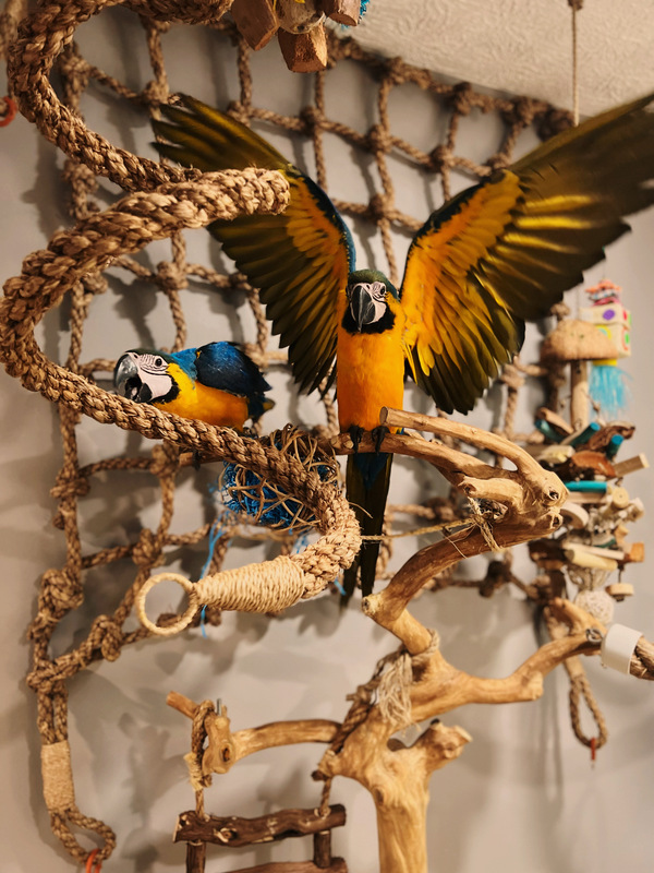 TropiCool's mascots, Malibu and Moana Blue and Gold Macaws